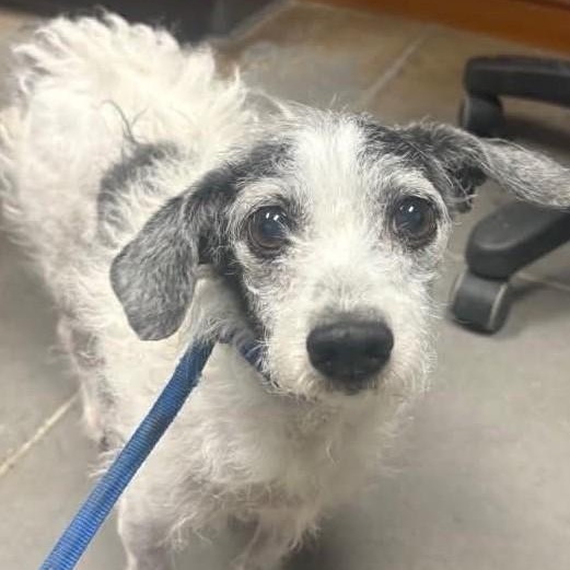 PIPER, an adopted mixed breed in Marana, AZ image 2/4