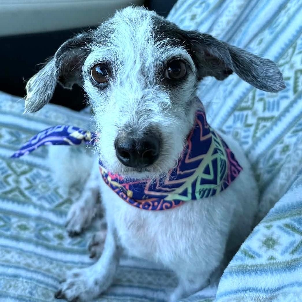 PIPER, an adopted mixed breed in Marana, AZ image 3/4