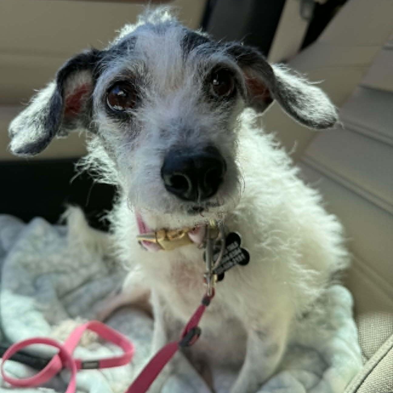 PIPER, adopted, Adult Female Jack Russell Terrier & Dachshund (Miniature Long Haired).