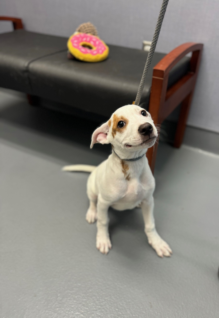 Dog for adoption Ace, a Shepherd Mix in Hilton Head Island, SC