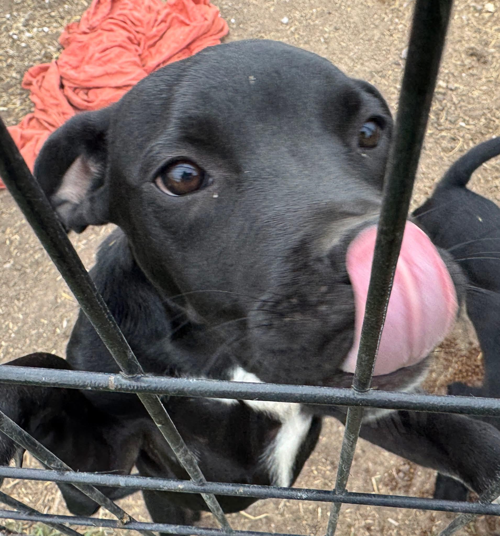 Zolton, an adoptable American Bully, Mixed Breed in Wilsall, MT, 59086 | Photo Image 3