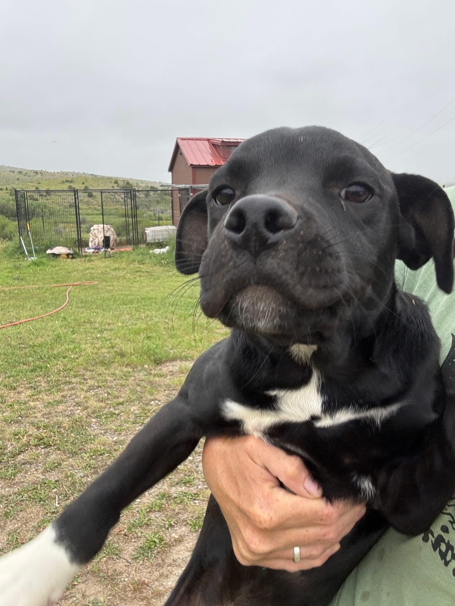 Zolton, an adoptable American Bully, Mixed Breed in Wilsall, MT, 59086 | Photo Image 2