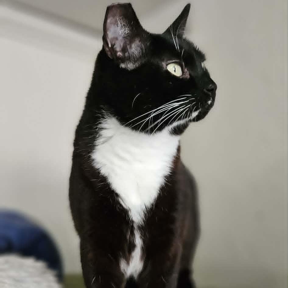 Maisie, Adoptable, Adult Female Domestic Short Hair.
