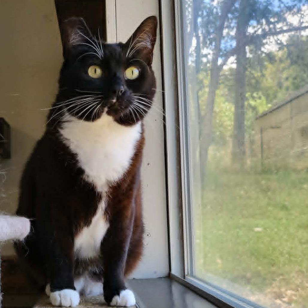 Maisie, a Adoptable Domestic Short Hair in Jacksonville, OR image 2/6