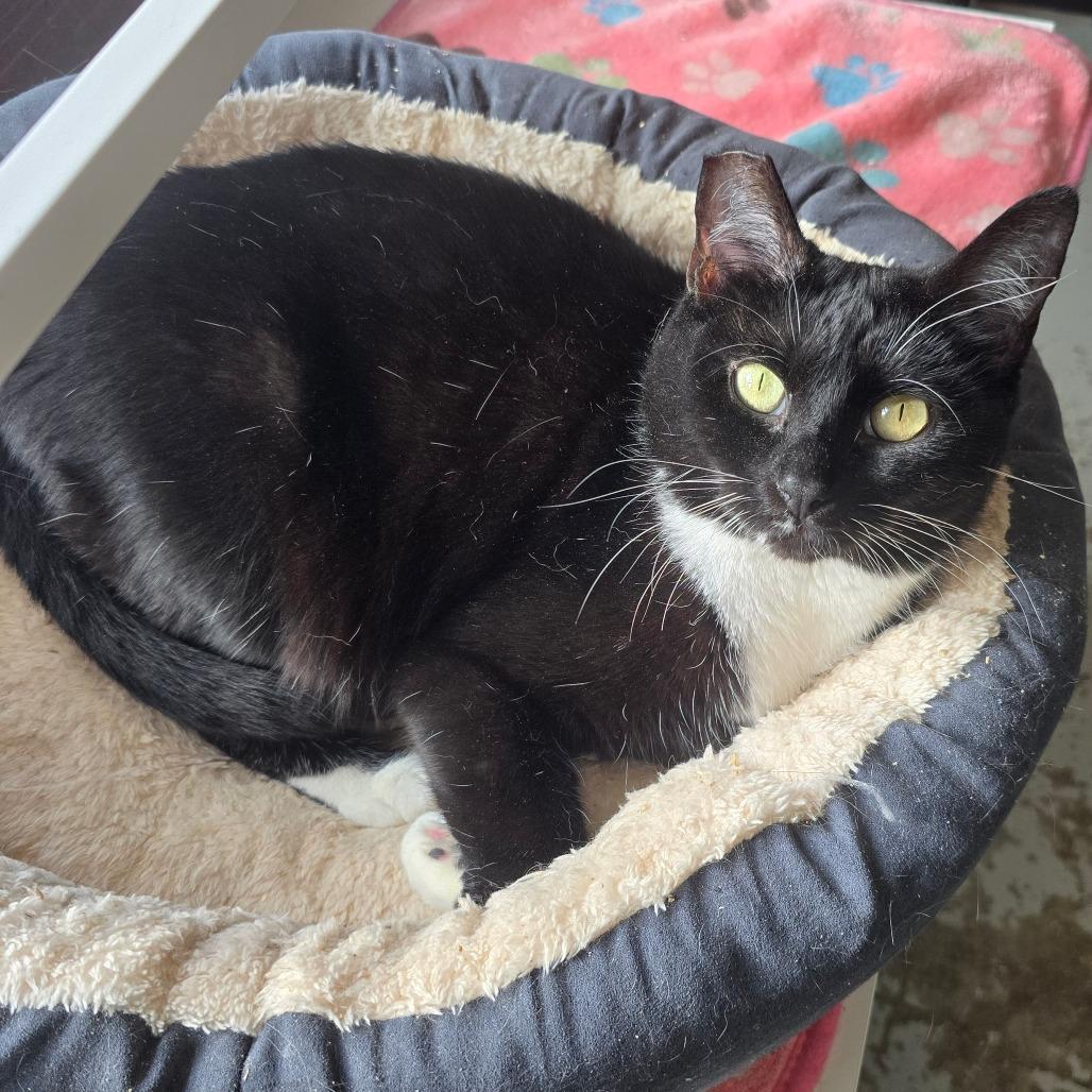 Maisie, Adoptable, Adult Female Domestic Short Hair.