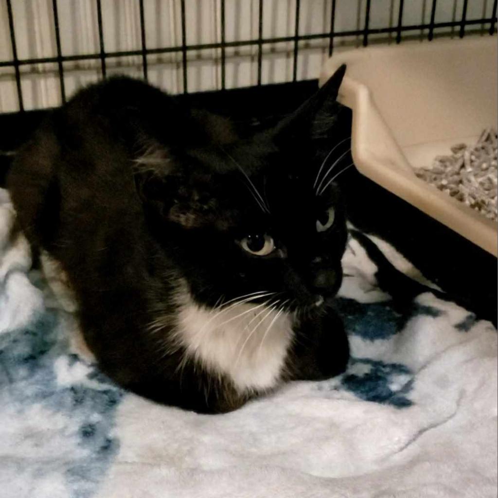 Enlarge Maisie, a Adoptable Domestic Short Hair in Jacksonville, OR image 2/3