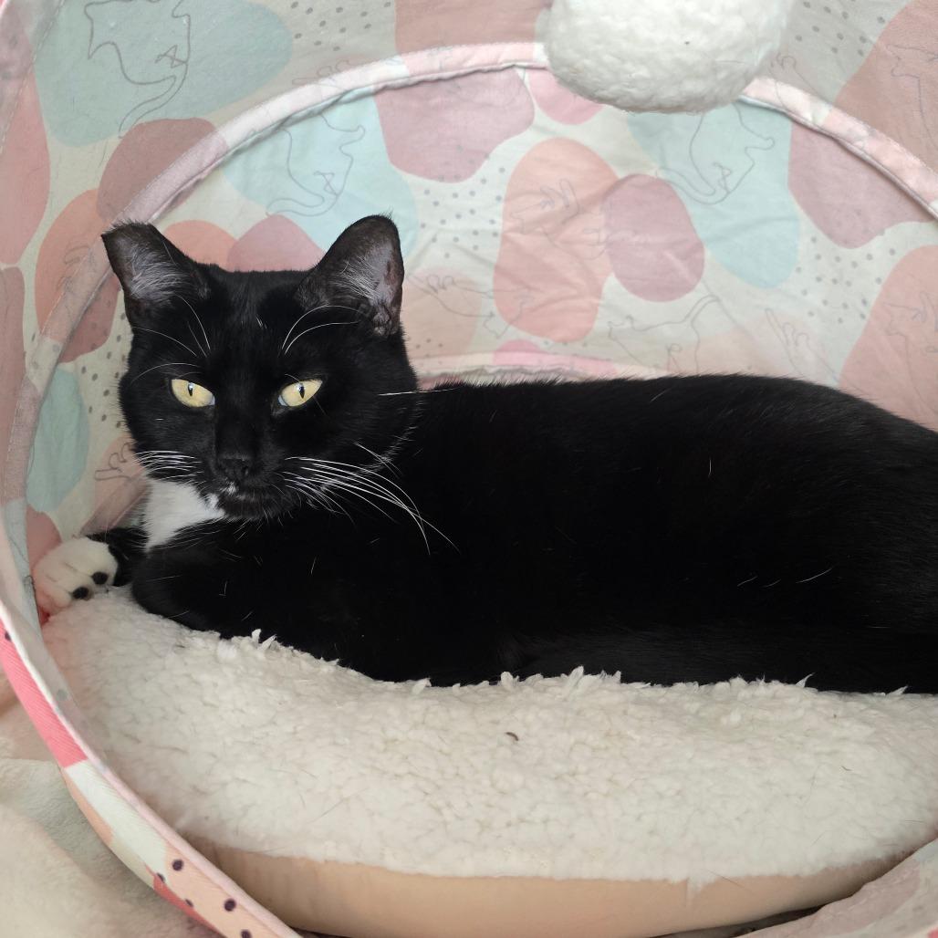 Enlarge Maisie, a Adoptable Domestic Short Hair in Jacksonville, OR image 3/3