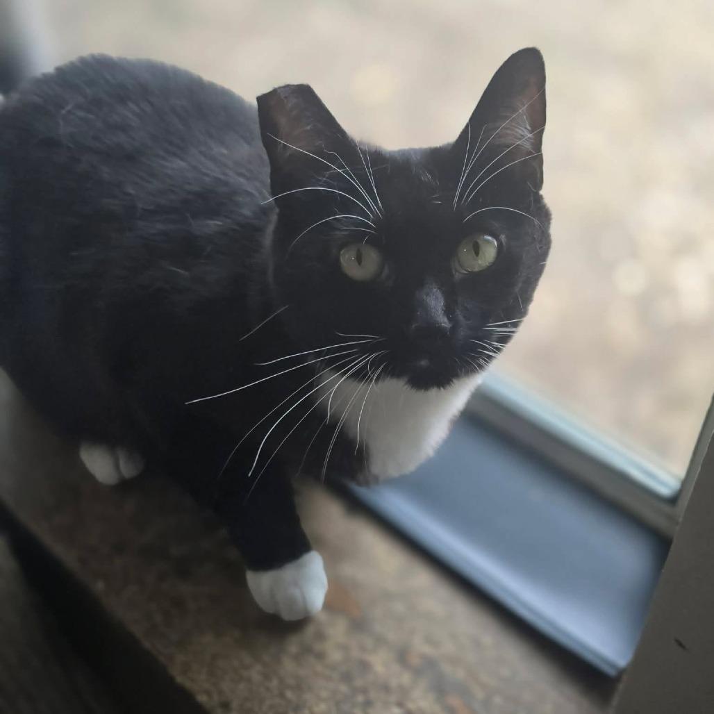 Maisie, a Adoptable Domestic Short Hair in Jacksonville, OR image 6/6