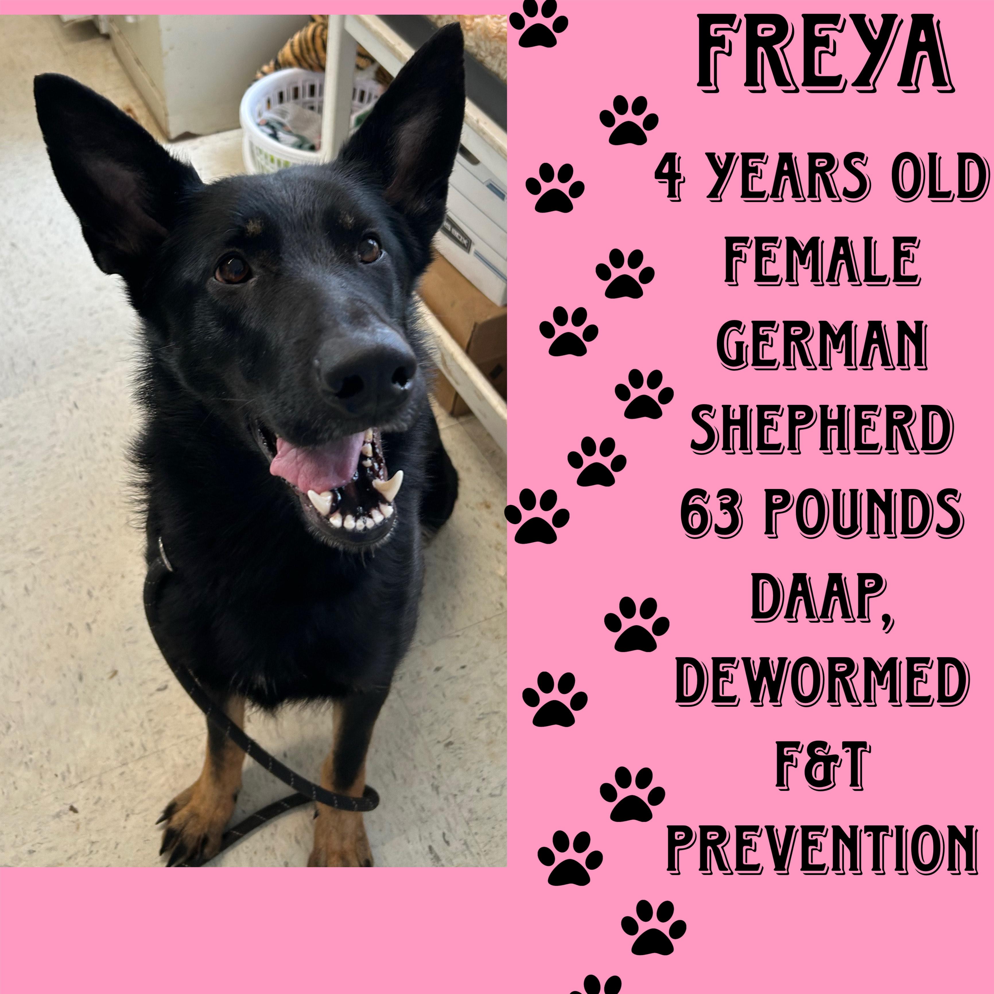 Freya, ADOPTABLE, Adult Female German Shepherd Dog.