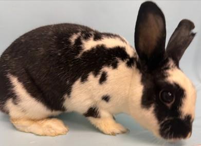 Blueberry, Adoptable, Adult Female Bunny Rabbit & Bunny Rabbit.