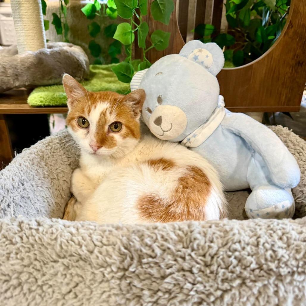 Enlarge Joey, a Adoptable Domestic Short Hair in Park Falls, WI image 1/1