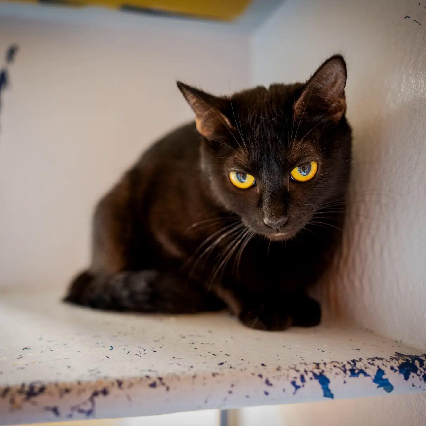 Enlarge Magpie, a Adoptable Domestic Short Hair in HANSON, MA image 2/2
