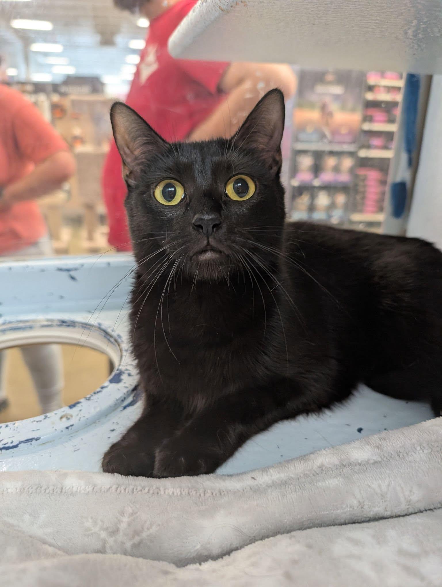 Magpie, Adoptable, Young Male Domestic Short Hair.
