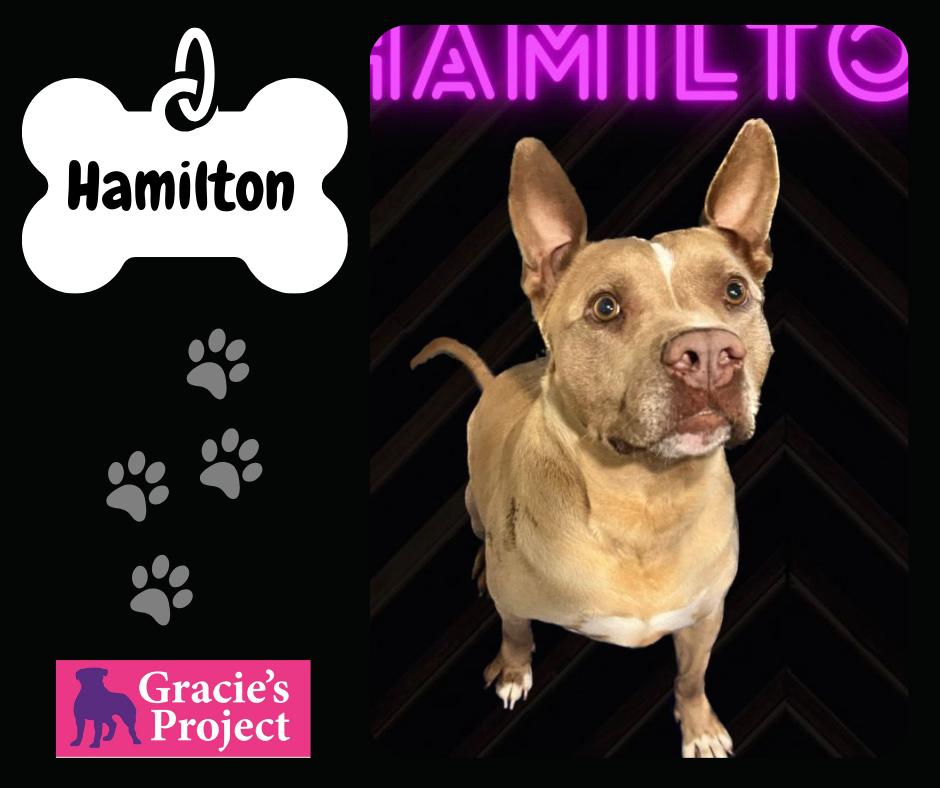 Hamilton — thumbnail 2