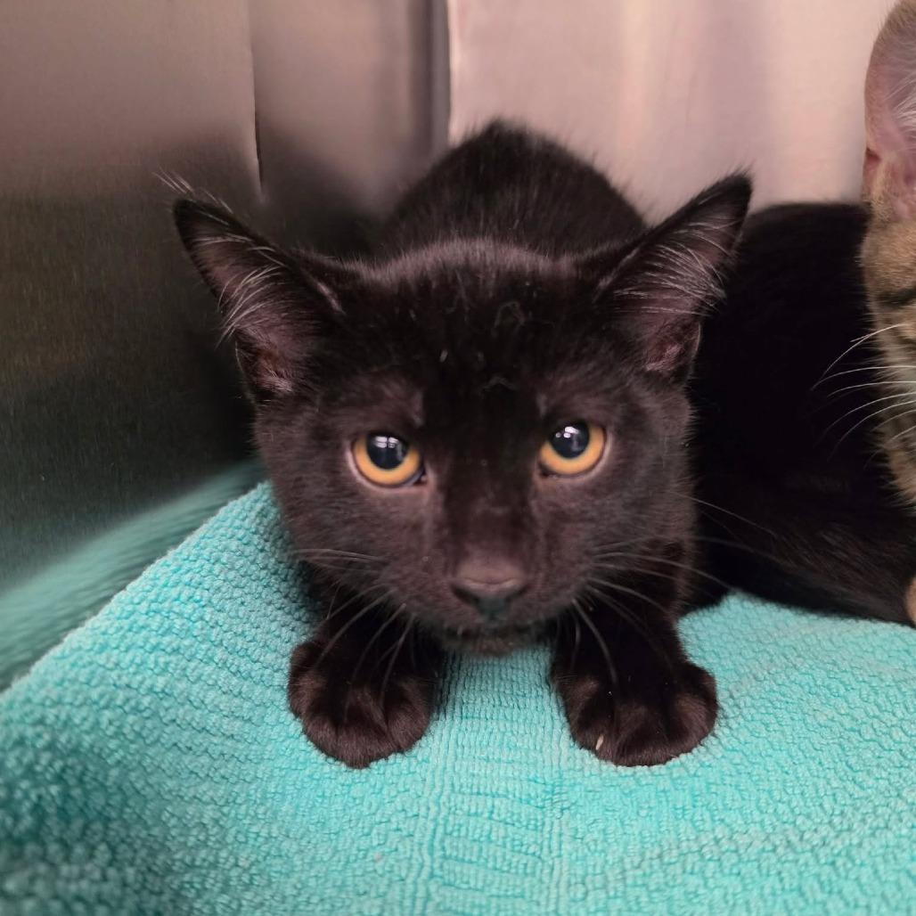 Peppercorn, Adoptable, Kitten Male Domestic Short Hair.