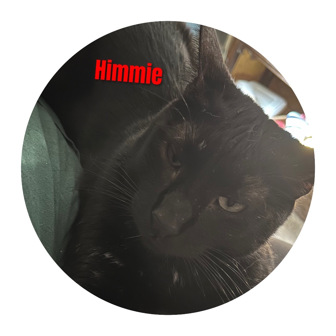 Enlarge HIMMIE , a Adoptable mixed breed in Apache, OK image 1/1