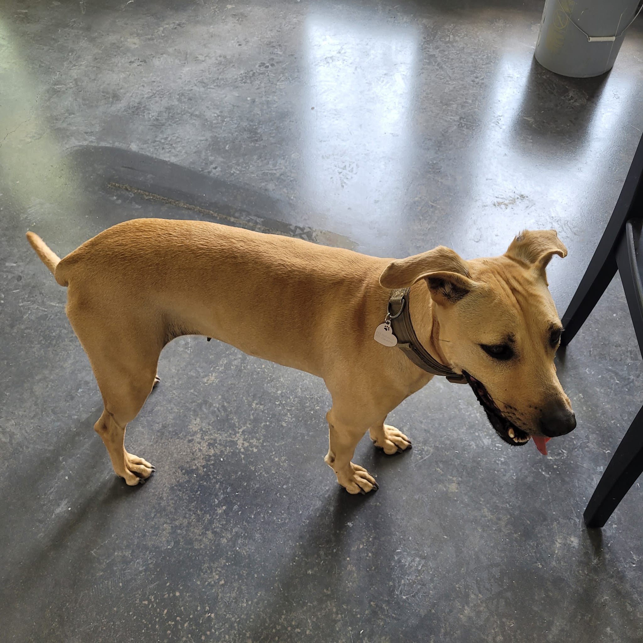Enlarge Bonnie, a Adoptable Labrador Retriever in Georgetown, TX image 1/3
