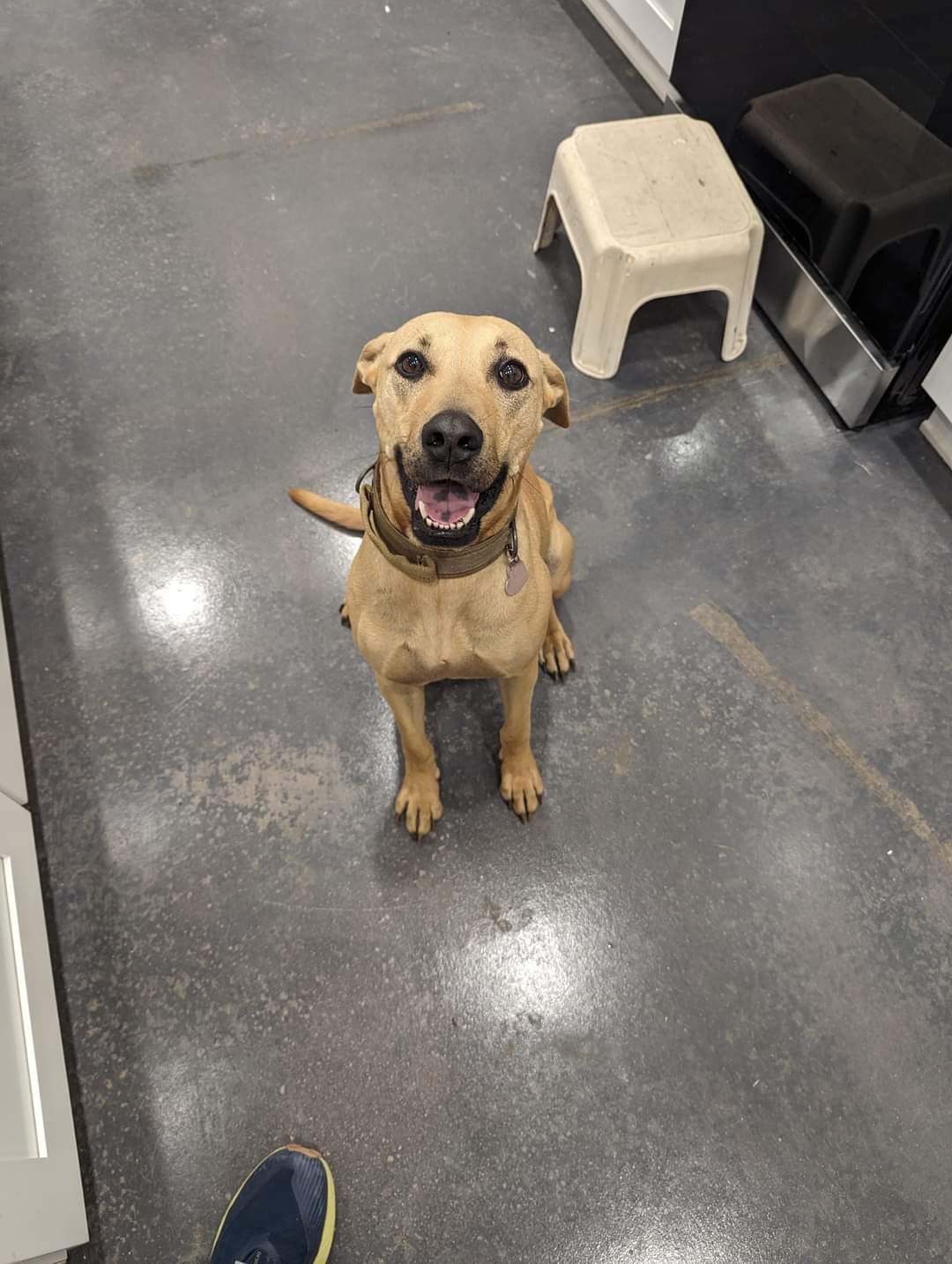Enlarge Bonnie, a Adoptable Labrador Retriever in Georgetown, TX image 2/3