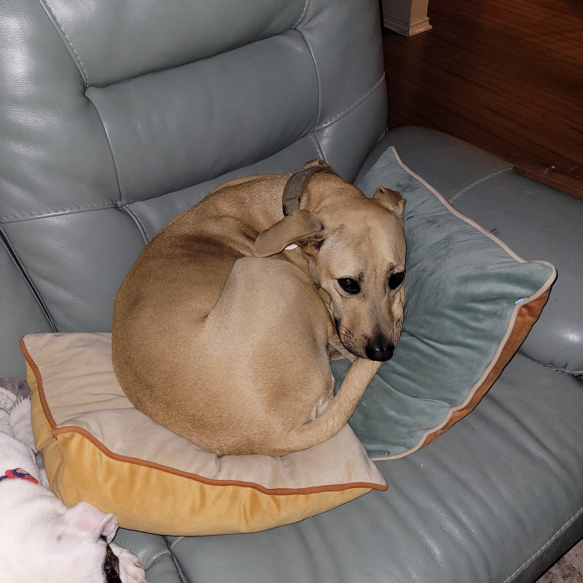 Enlarge Bonnie, a Adoptable Labrador Retriever in Georgetown, TX image 3/3
