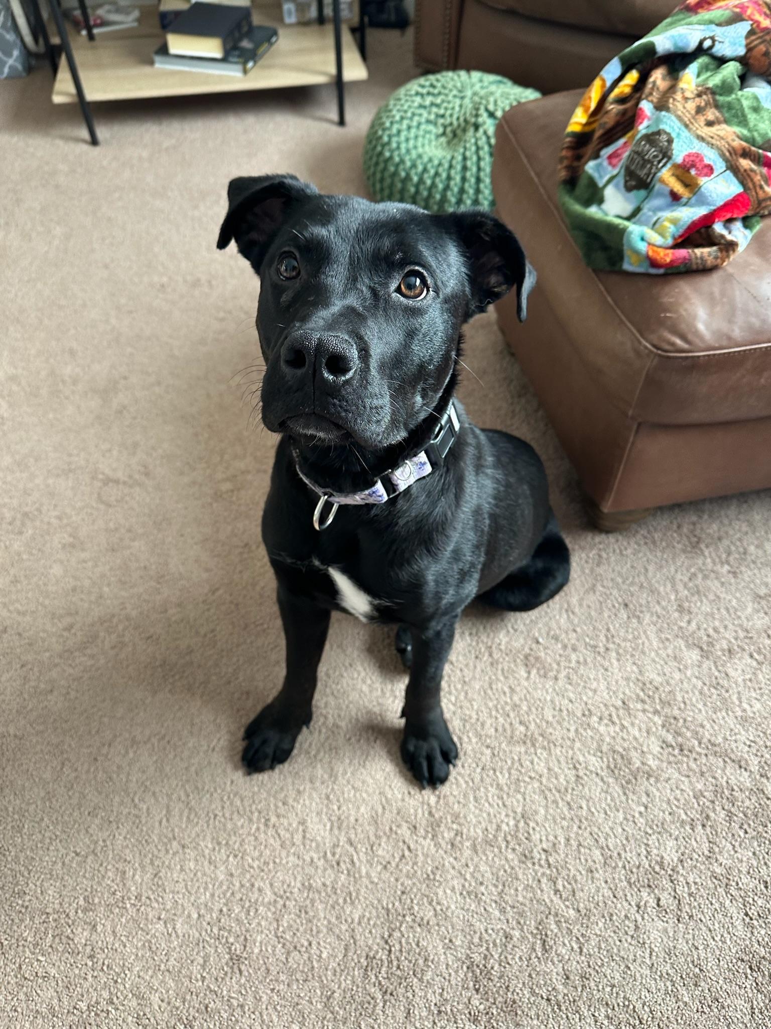 Millie, ADOPTABLE, Young Female Mixed Breed.