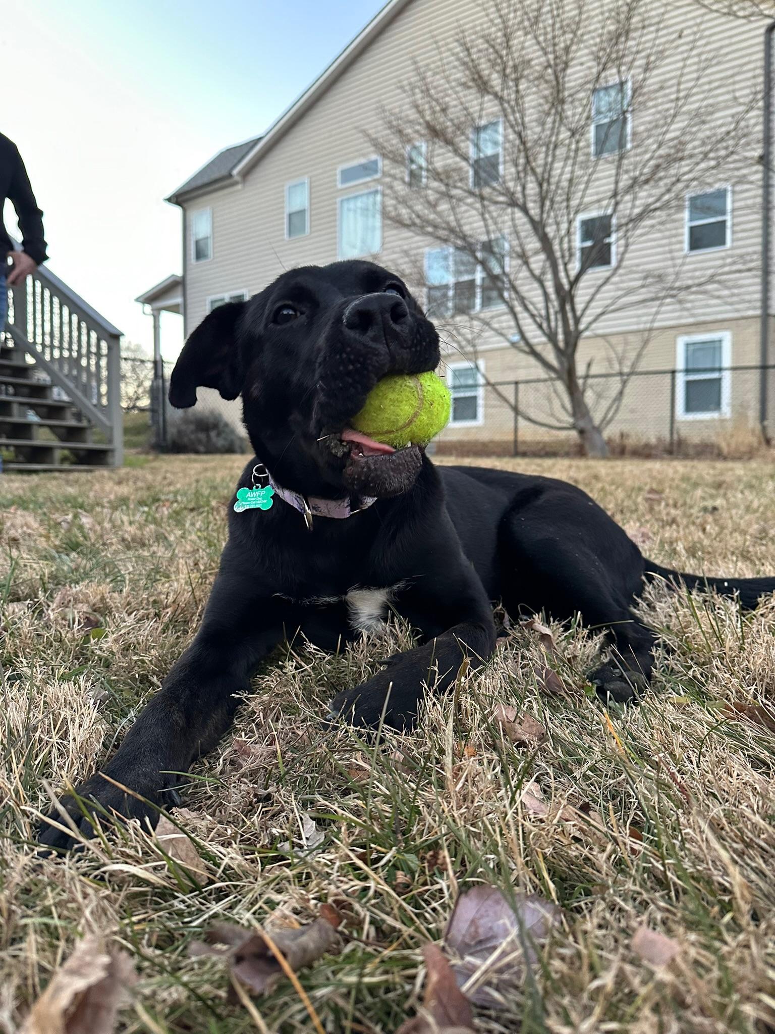 Enlarge Millie, a ADOPTABLE mixed breed in Blacksburg, VA image 6/6