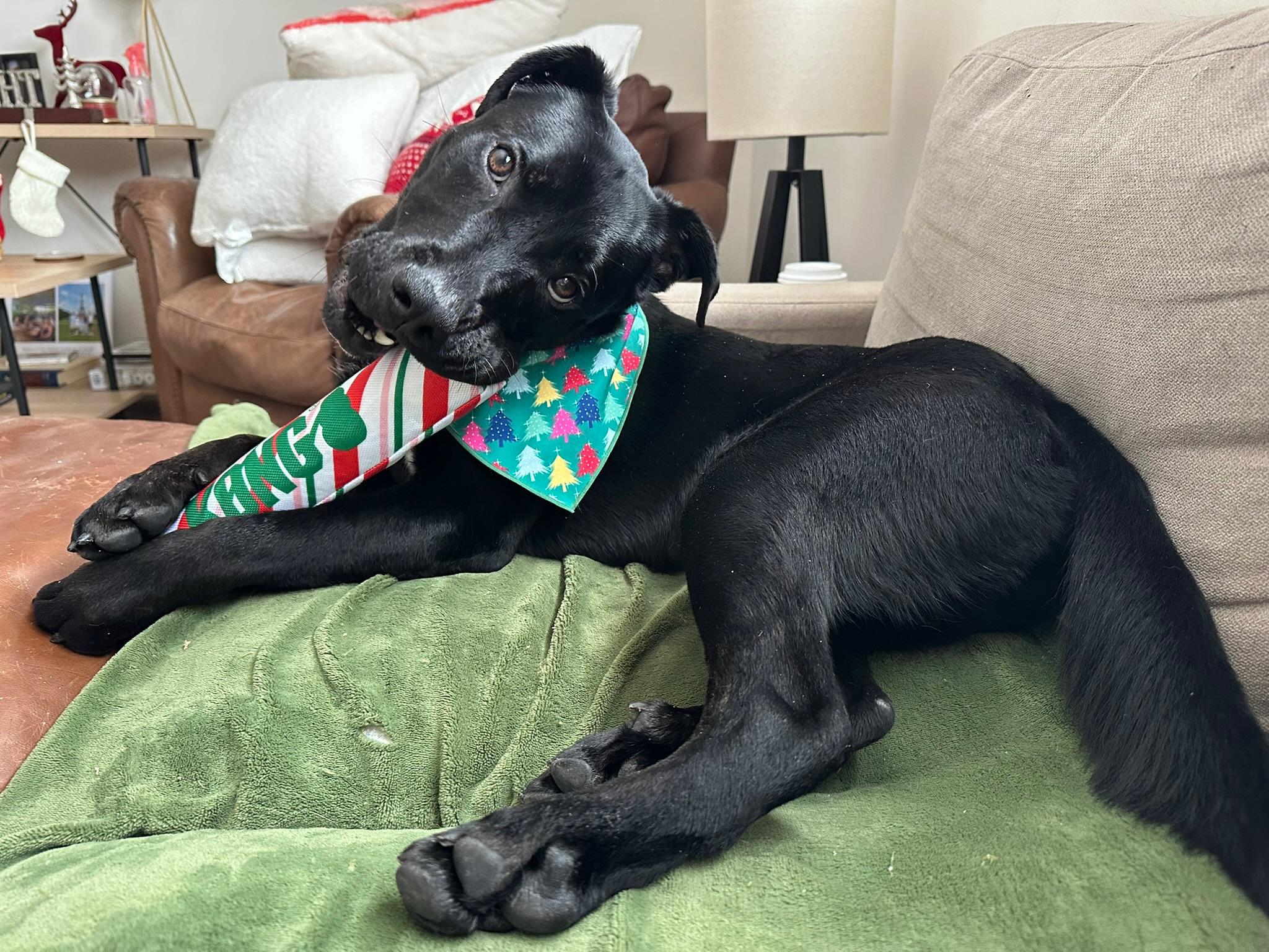 Enlarge Millie, a ADOPTABLE mixed breed in Blacksburg, VA image 4/6