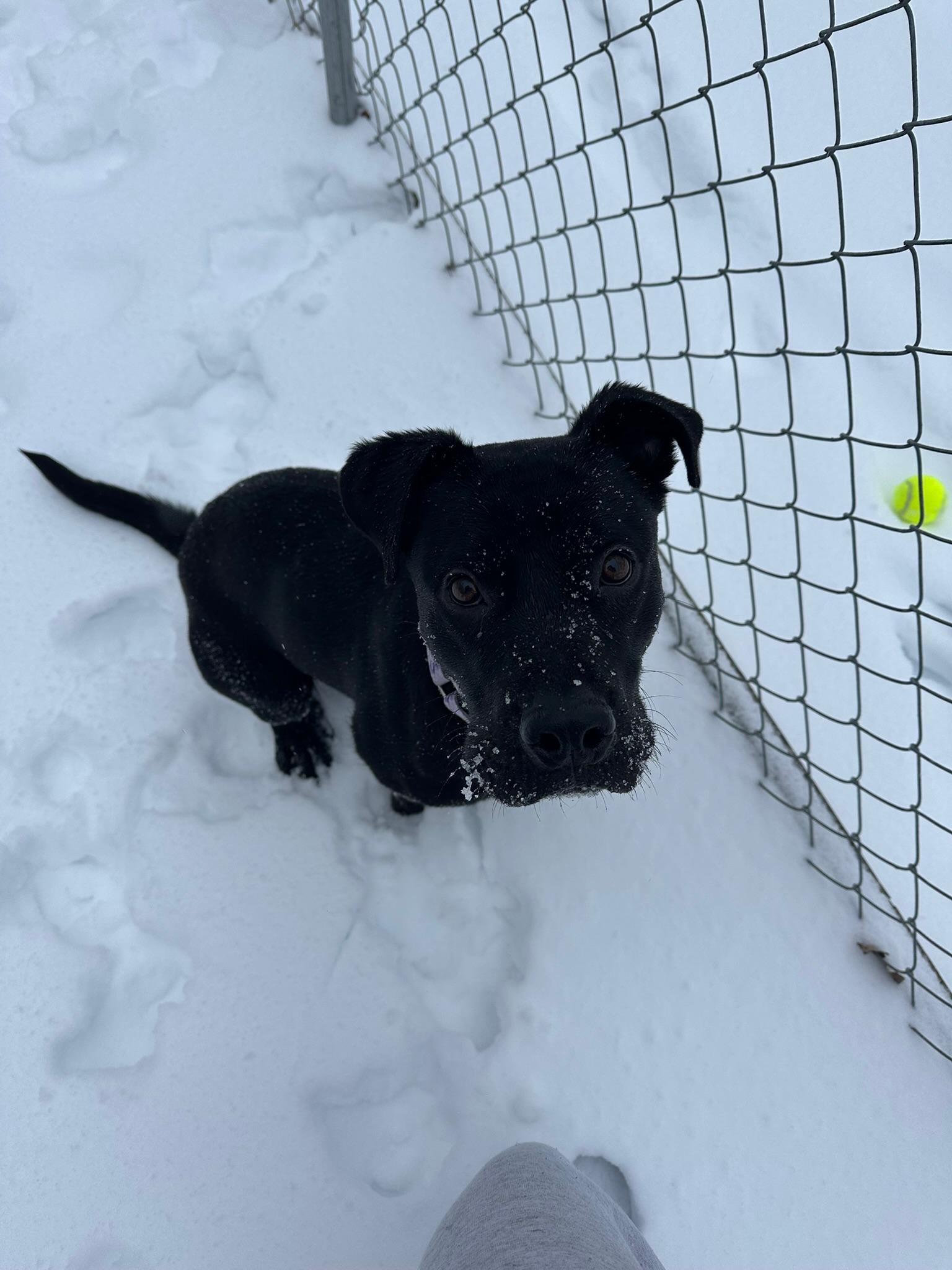 Enlarge Millie, a ADOPTABLE mixed breed in Blacksburg, VA image 5/6