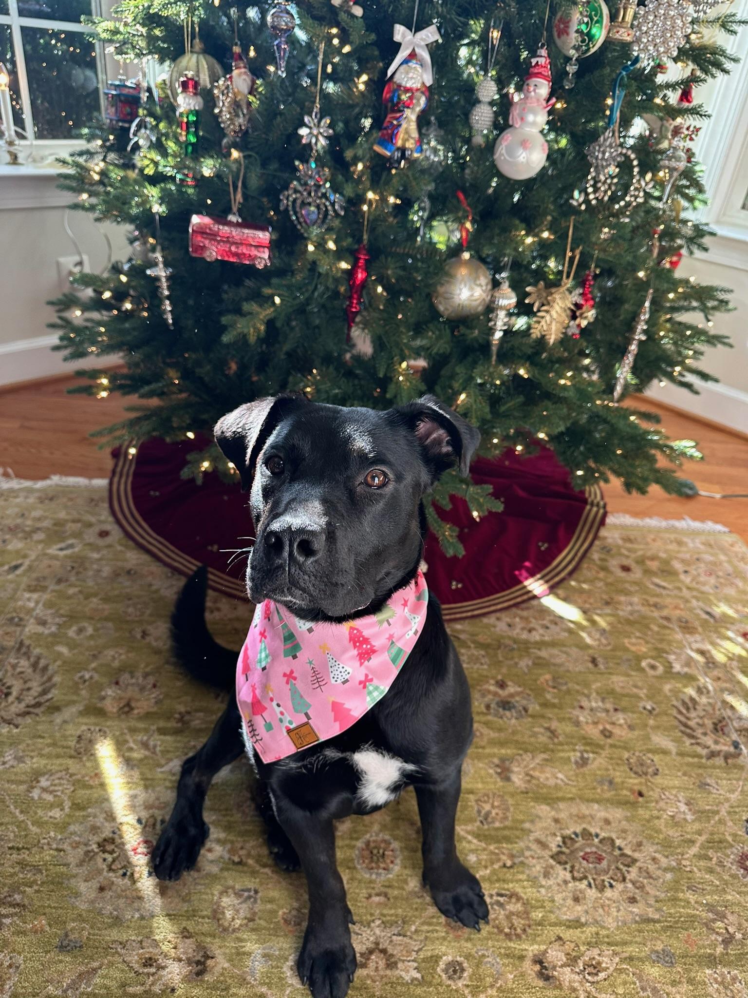 Enlarge Millie, a ADOPTABLE mixed breed in Blacksburg, VA image 3/6