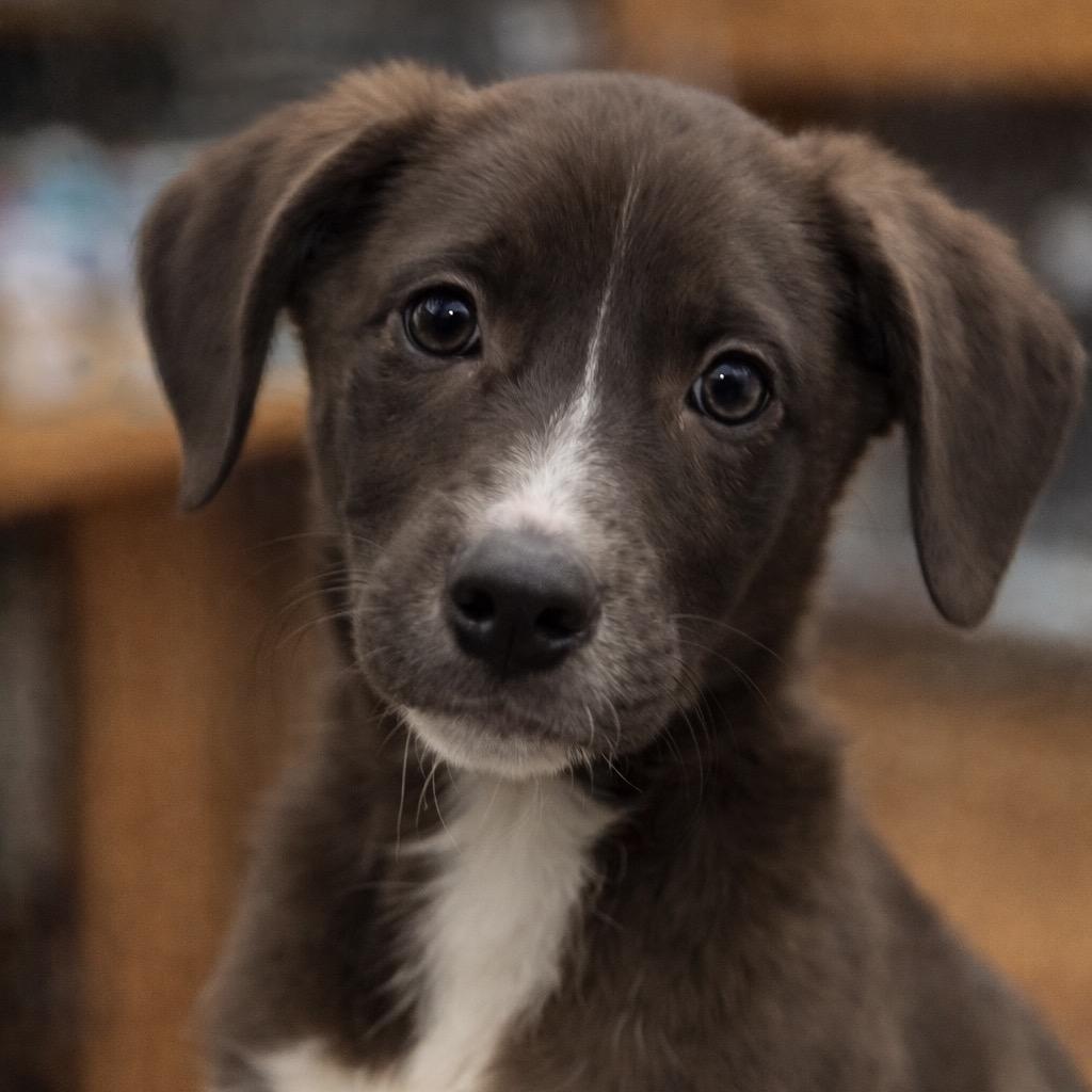 Ronnie, Adoptable, Young Male Mixed Breed.