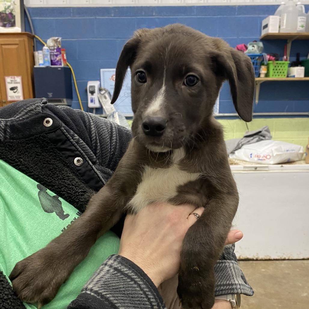 Ronnie, a Adoptable Mixed Breed in Corbin, KY image 2/6