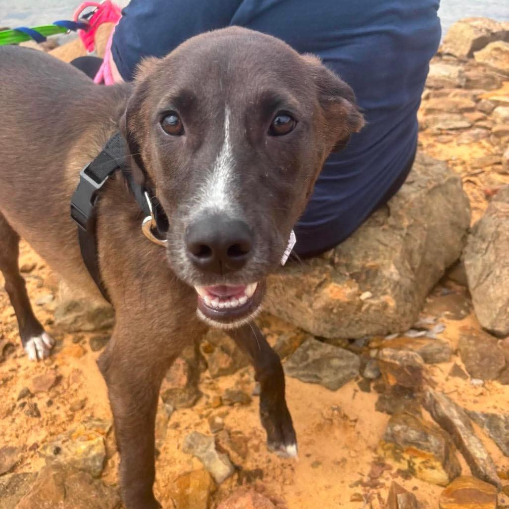 Ronnie, a Adoptable Mixed Breed in Corbin, KY image 5/6