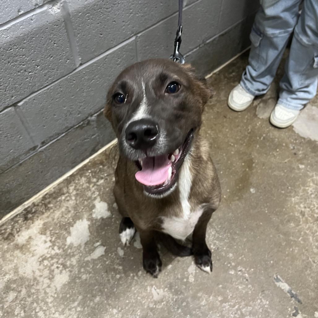 Ronnie, a Adoptable Mixed Breed in Corbin, KY image 6/6