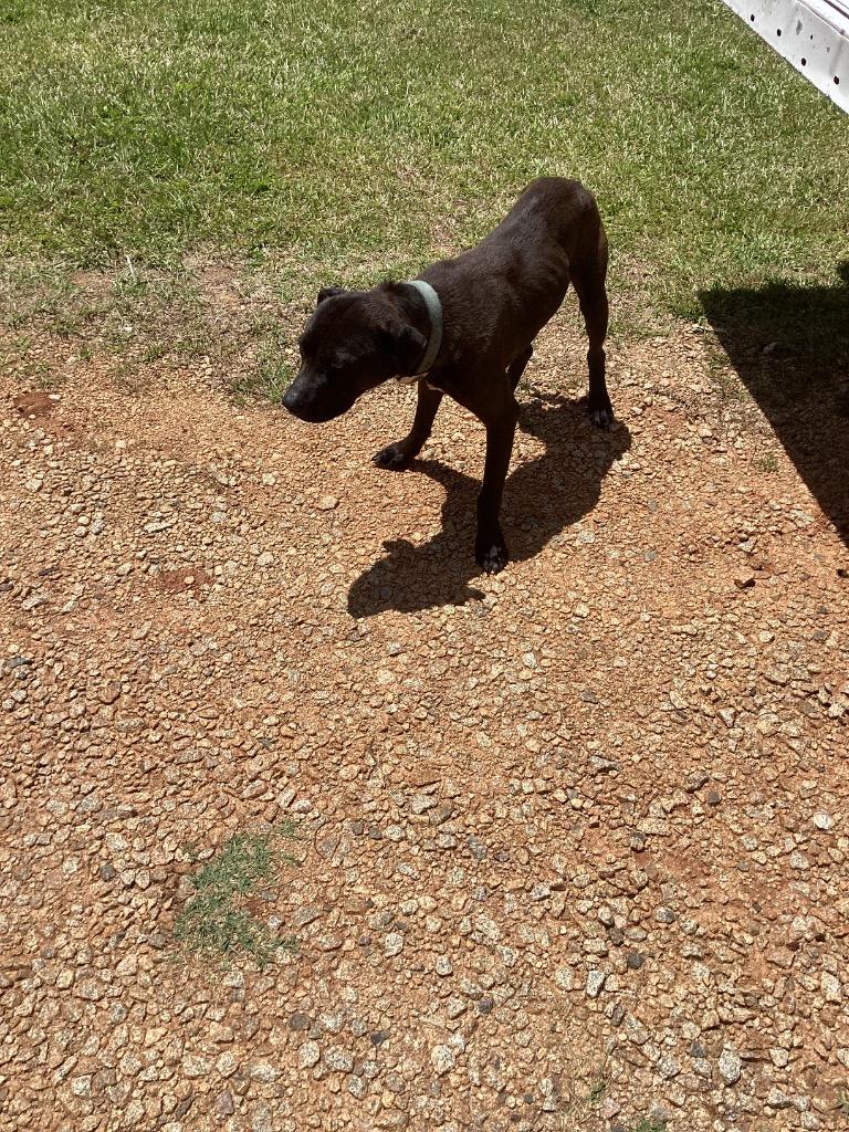 Kenny, Adoptable, Young Male Terrier.