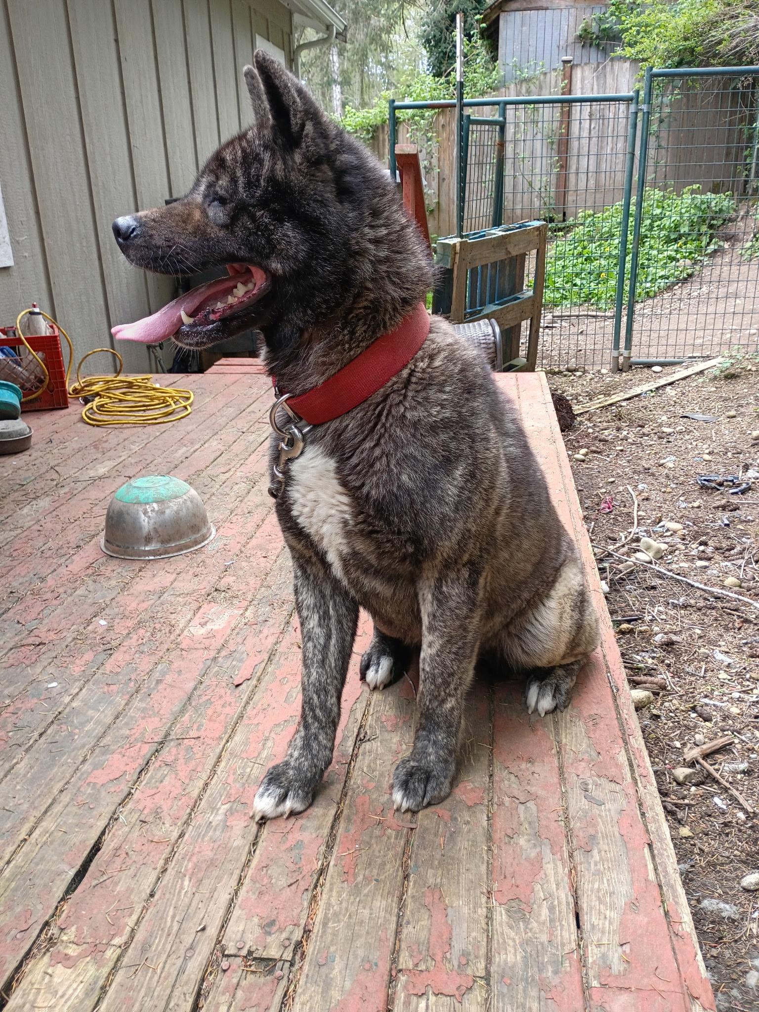 Enlarge Kina , a ADOPTABLE Akita in Shelton, WA image 2/2