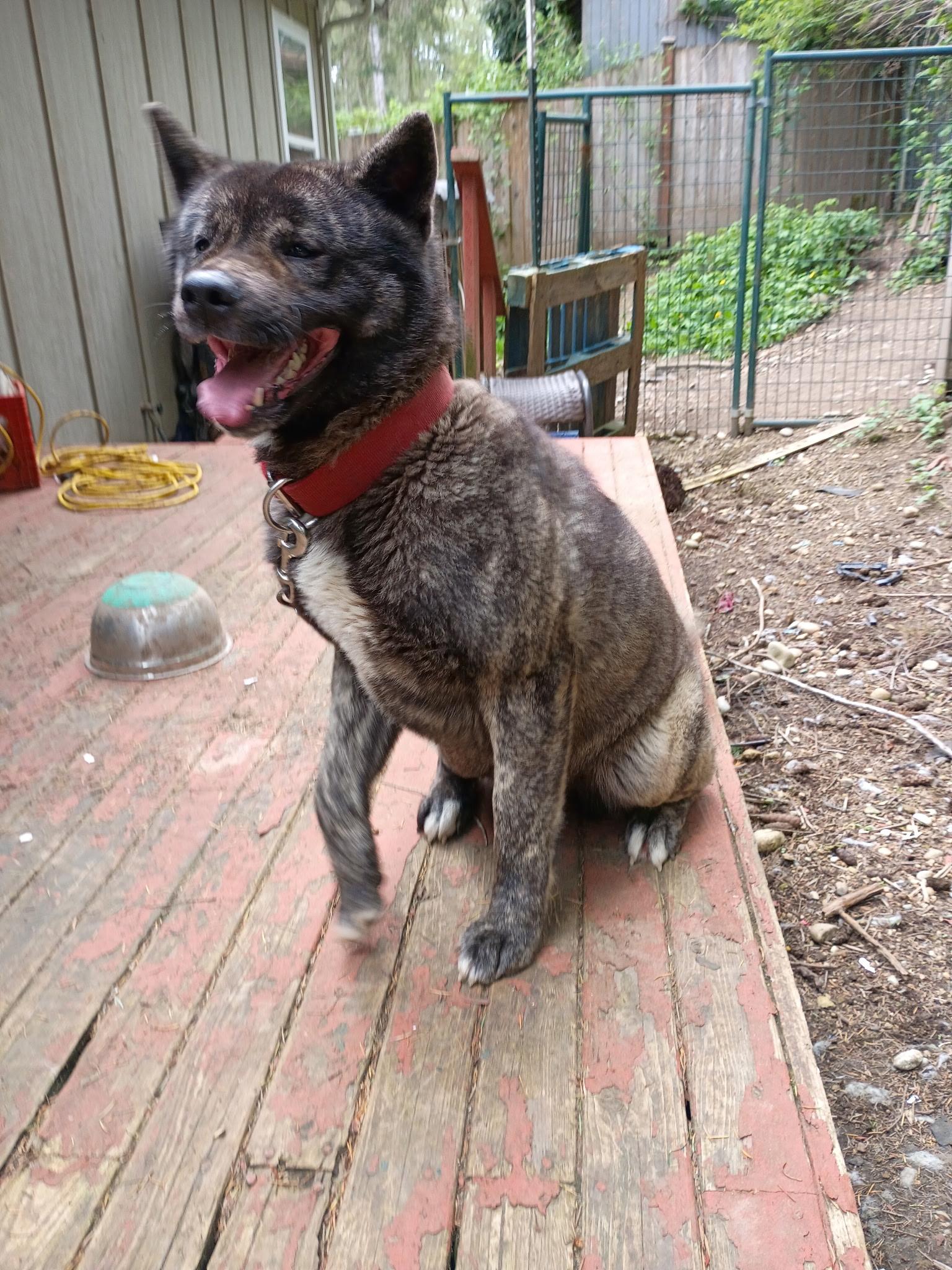 Enlarge Kina , a ADOPTABLE Akita in Shelton, WA image 1/2