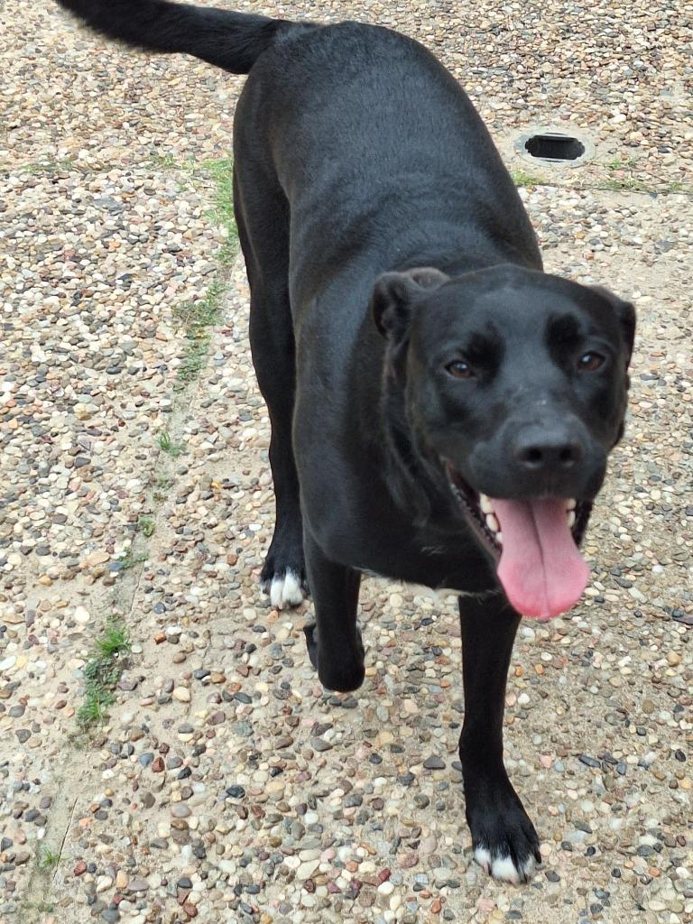 Enlarge Varda, a Adoptable mixed breed in Spring, TX image 1/6