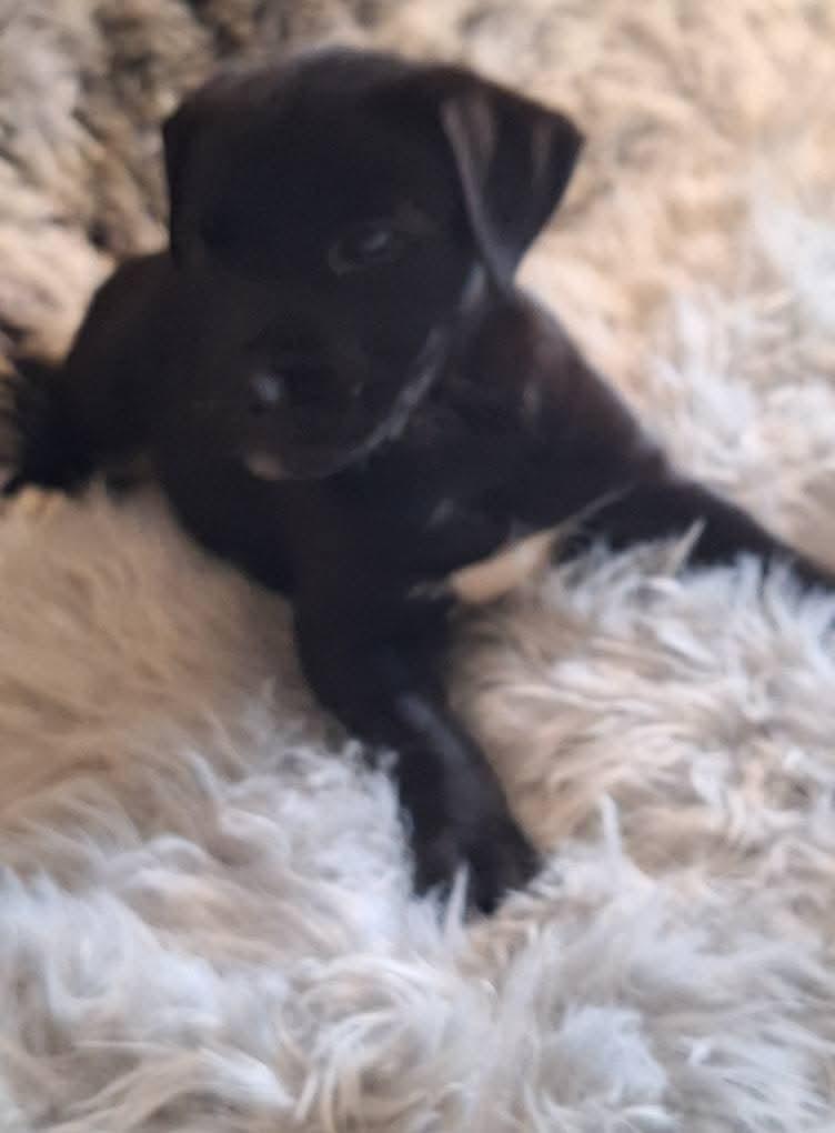 Enlarge Varda, a Adoptable mixed breed in Spring, TX image 2/6