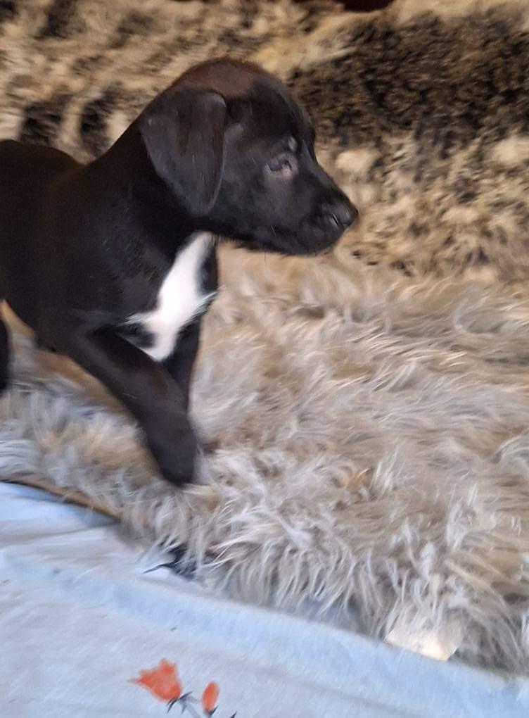 Enlarge Varda, a Adoptable mixed breed in Spring, TX image 3/6