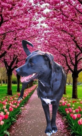 Enlarge Varda, a Adoptable mixed breed in Spring, TX image 3/6