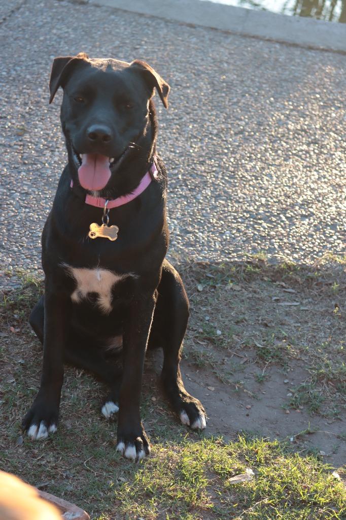 Enlarge Varda, a Adoptable mixed breed in Spring, TX image 5/6