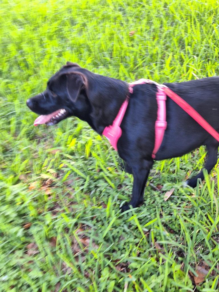 Varda, a Adoptable mixed breed in Spring, TX image 6/6