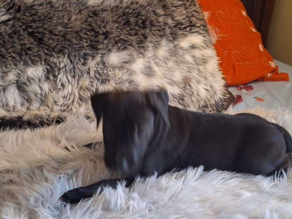 Enlarge Varda, a Adoptable mixed breed in Spring, TX image 6/6