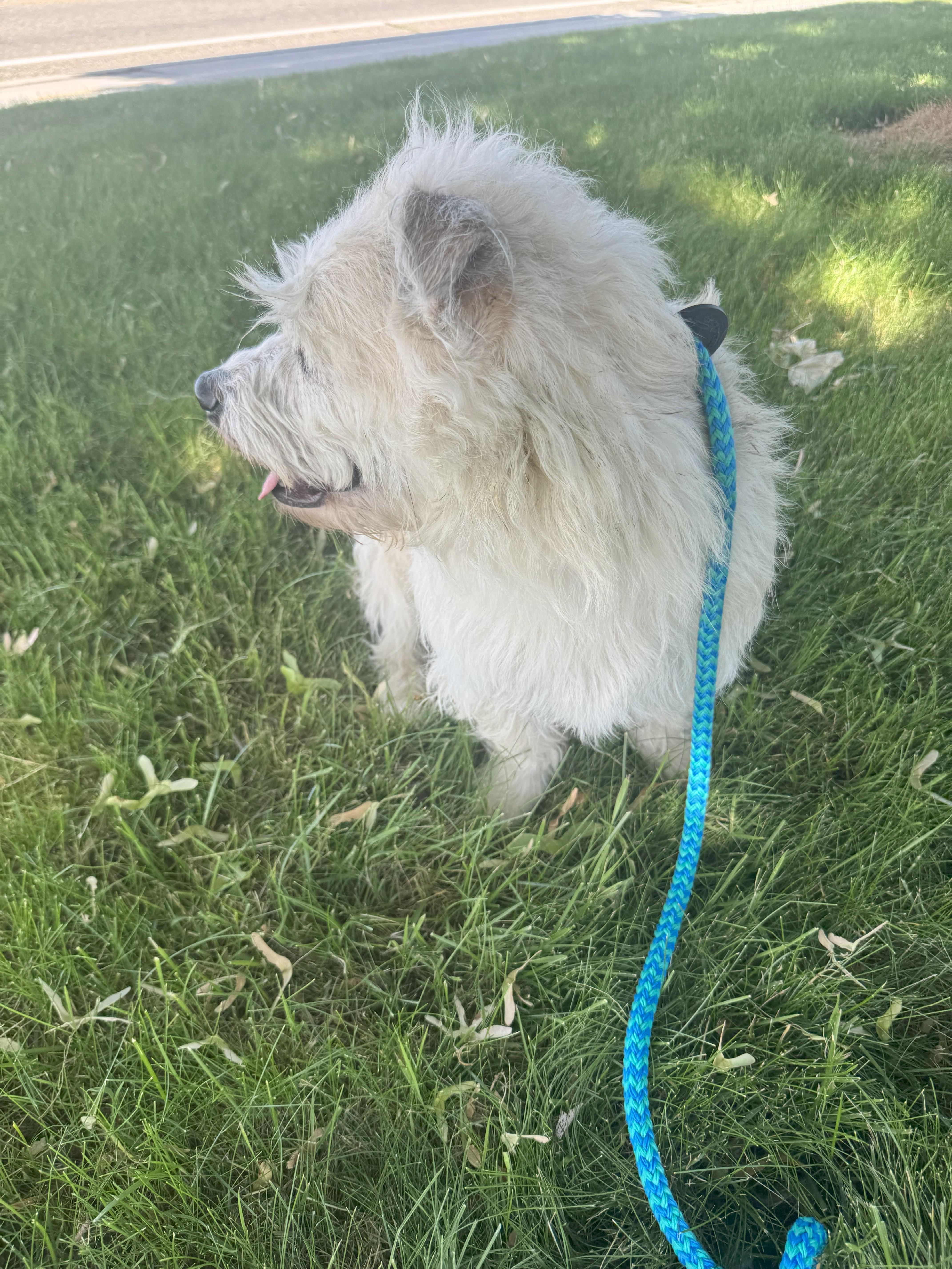 Enlarge Daisy, a Adoptable mixed breed in Jerome, ID image 1/6