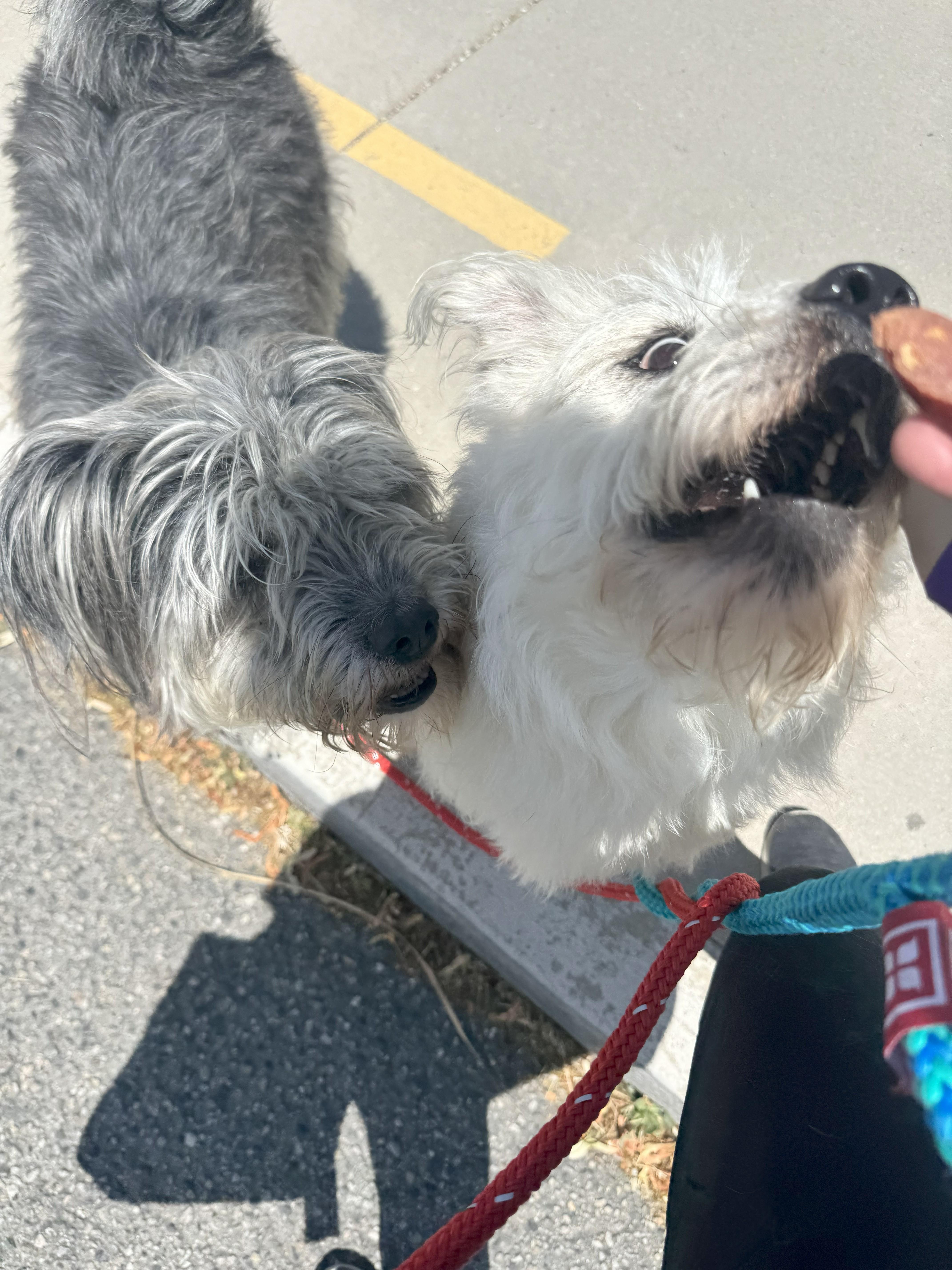Enlarge Daisy, a Adoptable mixed breed in Jerome, ID image 3/6