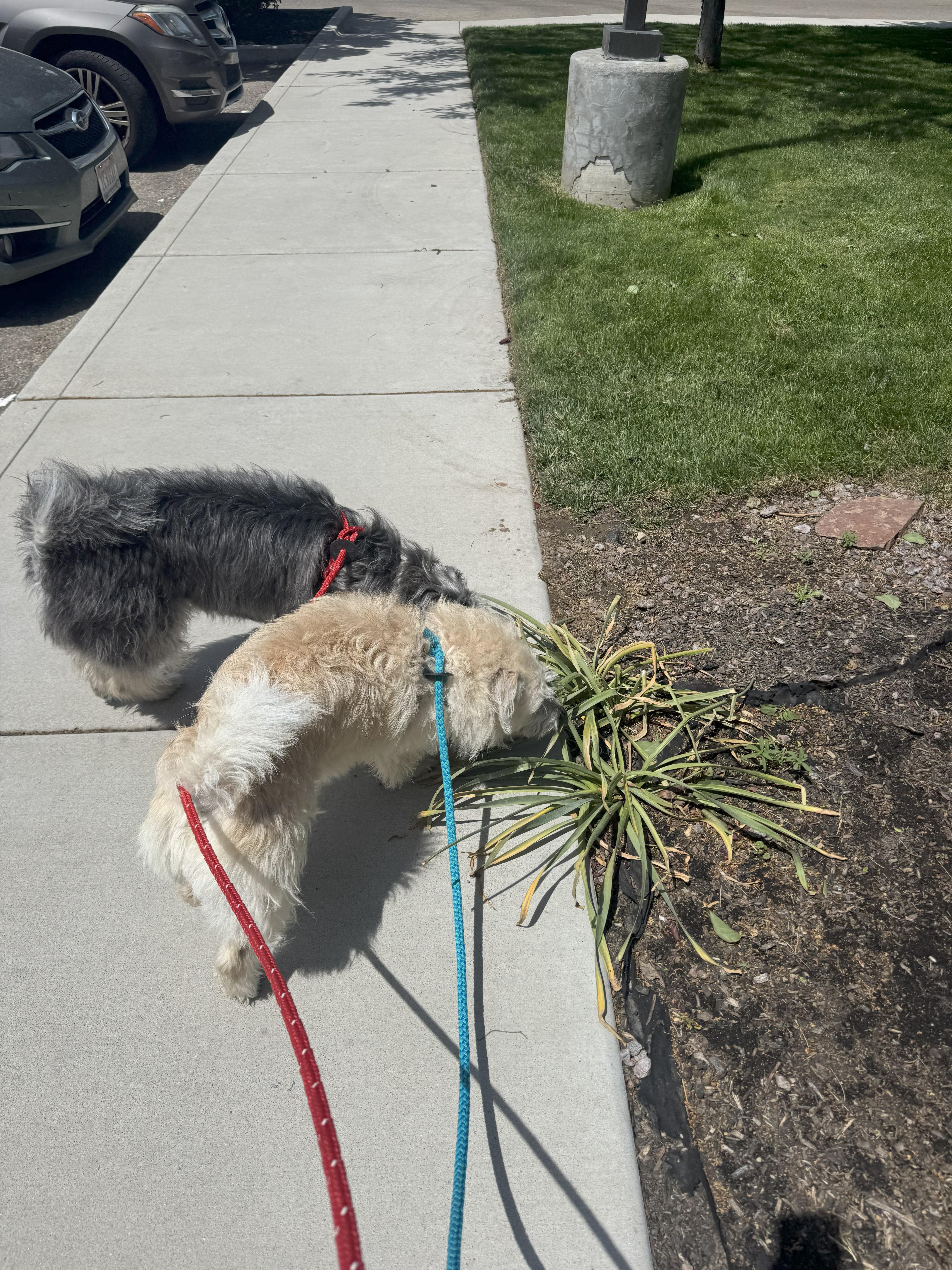 Enlarge Daisy, a Adoptable mixed breed in Jerome, ID image 4/6