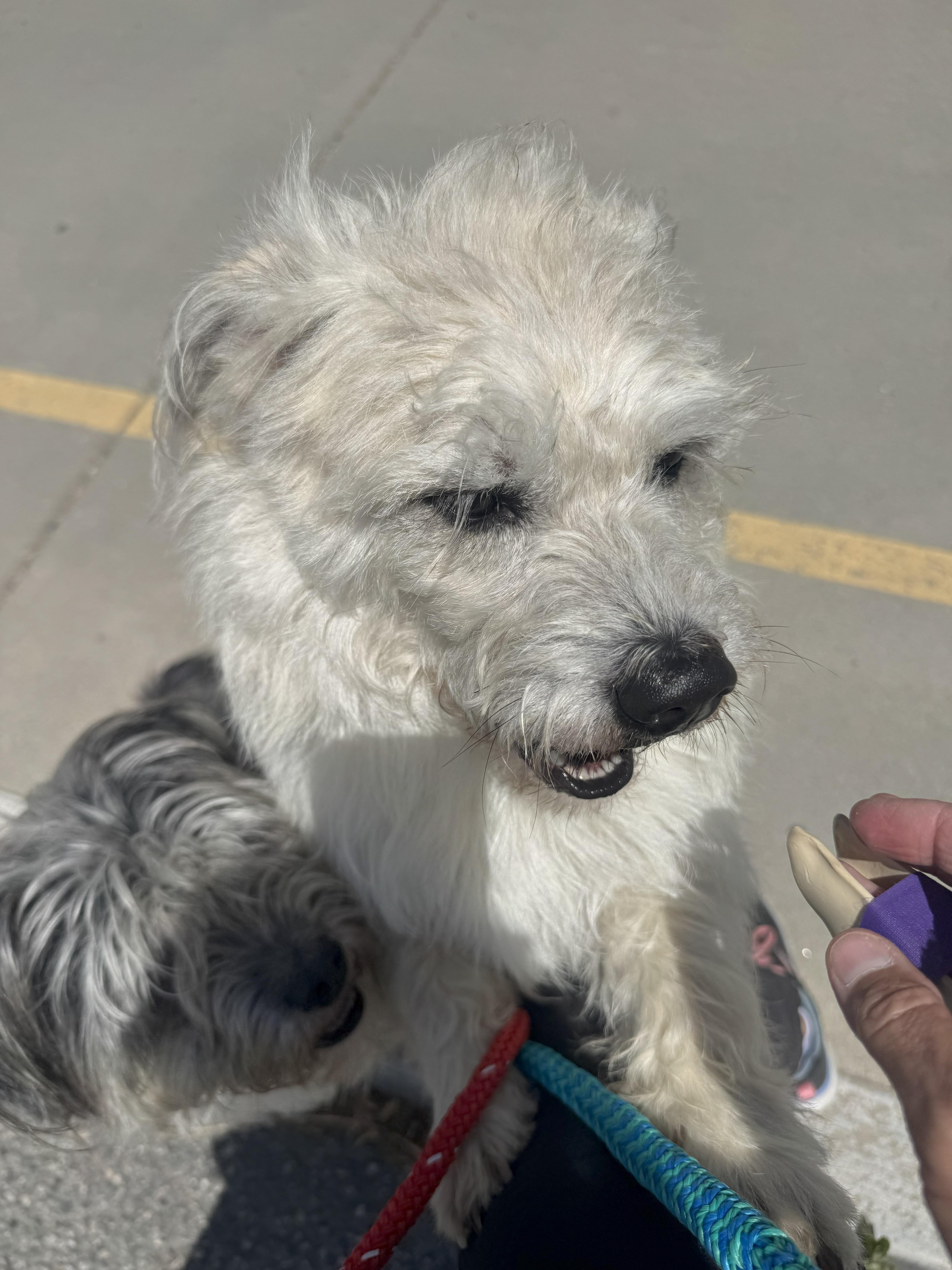 Enlarge Daisy, a Adoptable mixed breed in Jerome, ID image 5/6
