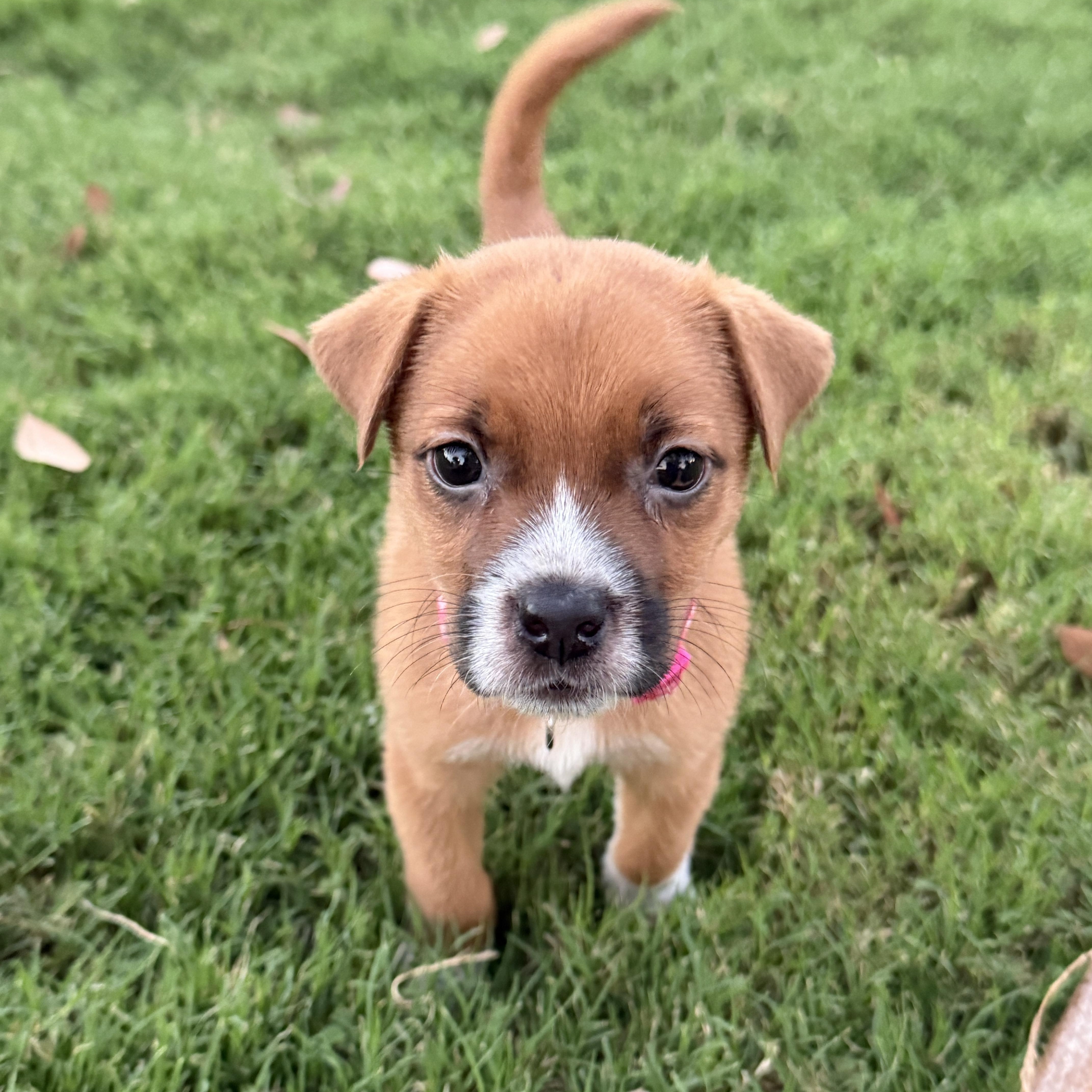 Enlarge Bukkie, a Adoptable mixed breed in Gilbert, AZ image 1/5