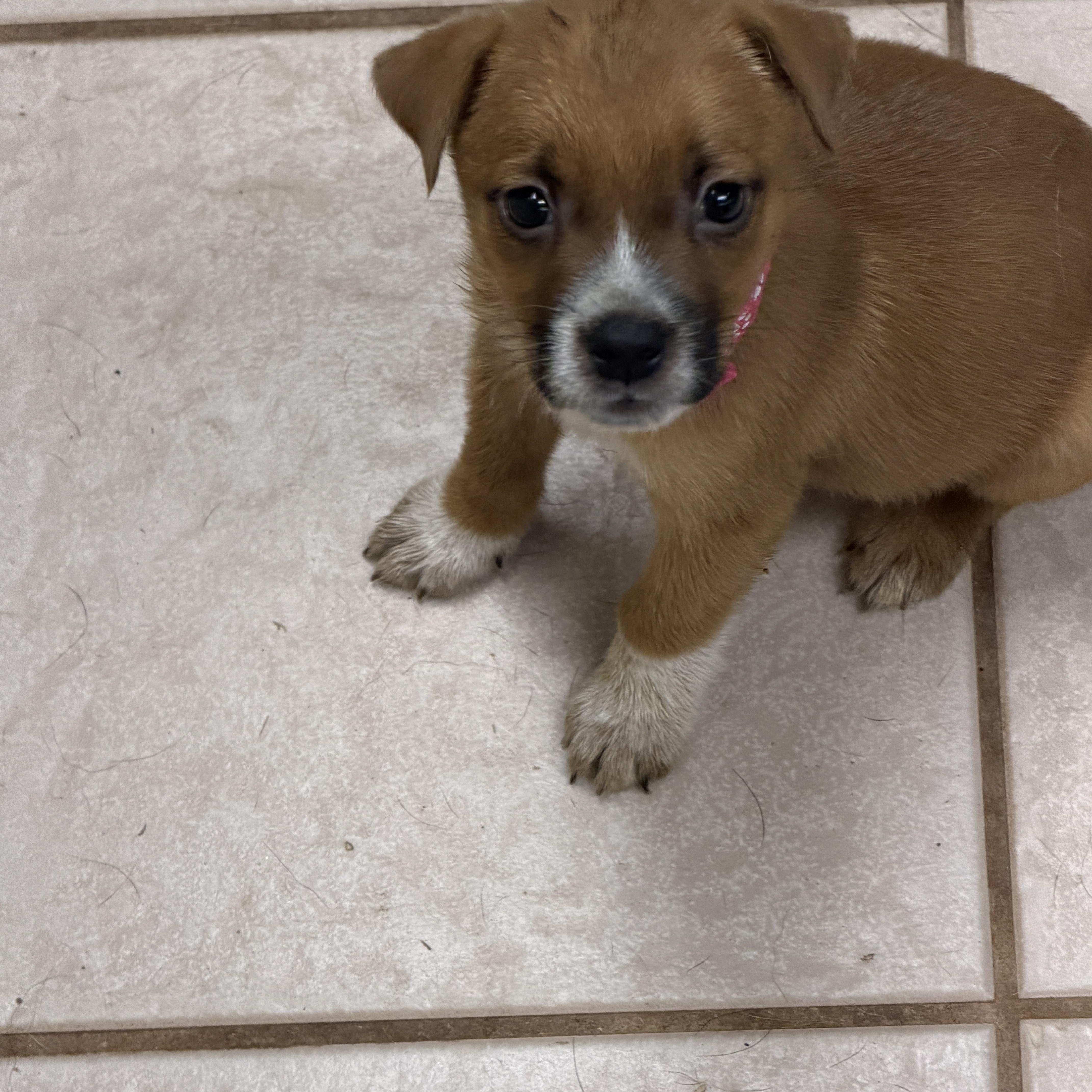 Enlarge Bukkie, a Adoptable mixed breed in Gilbert, AZ image 4/5