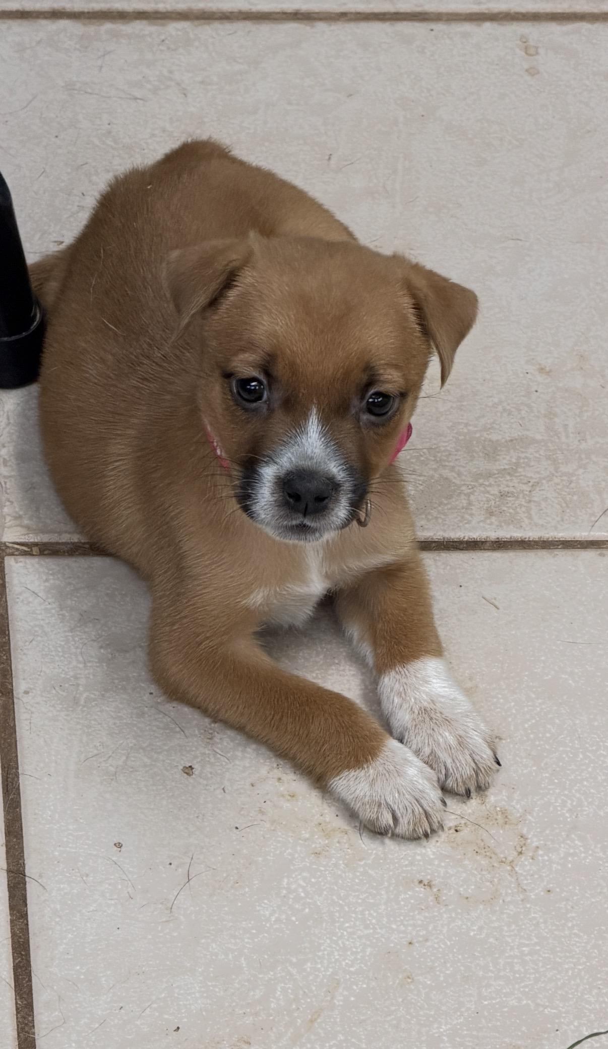 Enlarge Bukkie, a Adoptable mixed breed in Gilbert, AZ image 5/5