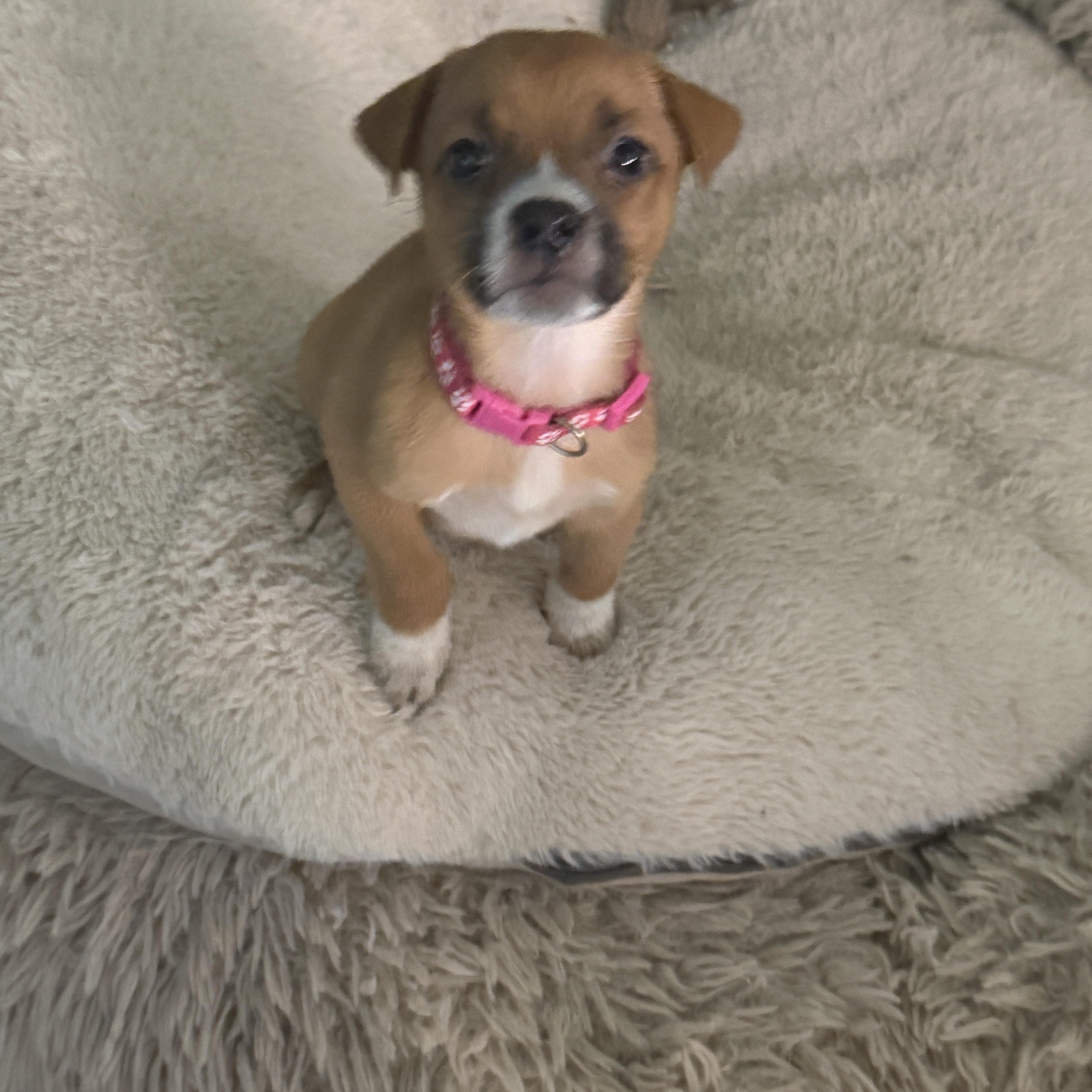 Enlarge Bukkie, a Adoptable mixed breed in Gilbert, AZ image 3/5